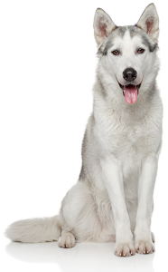 Our dog success stories