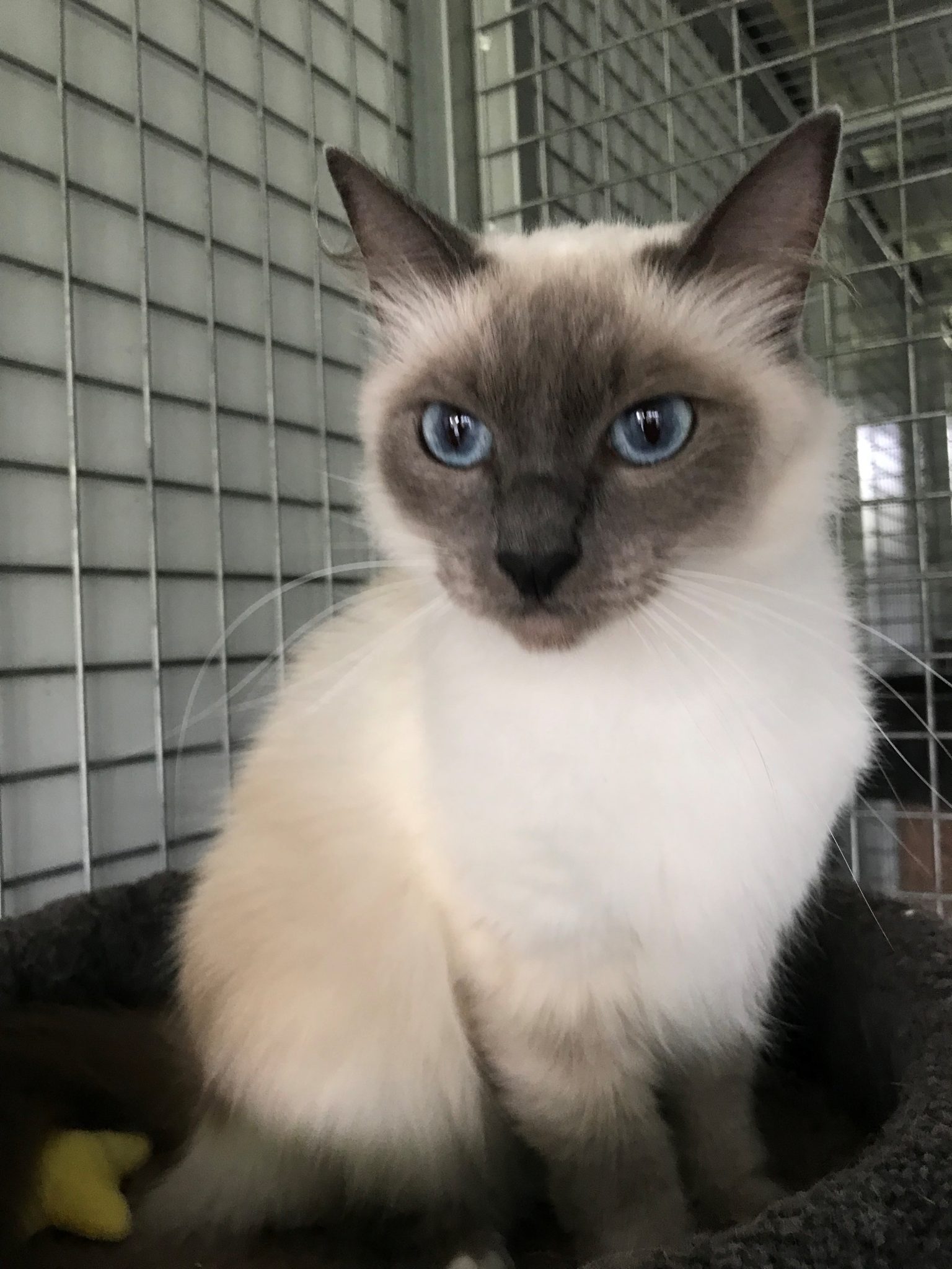 Bella Ragdoll - Animal Adoption Agency