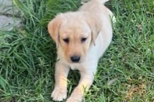 8 Week old Labradors