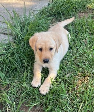 8 Week old Labradors